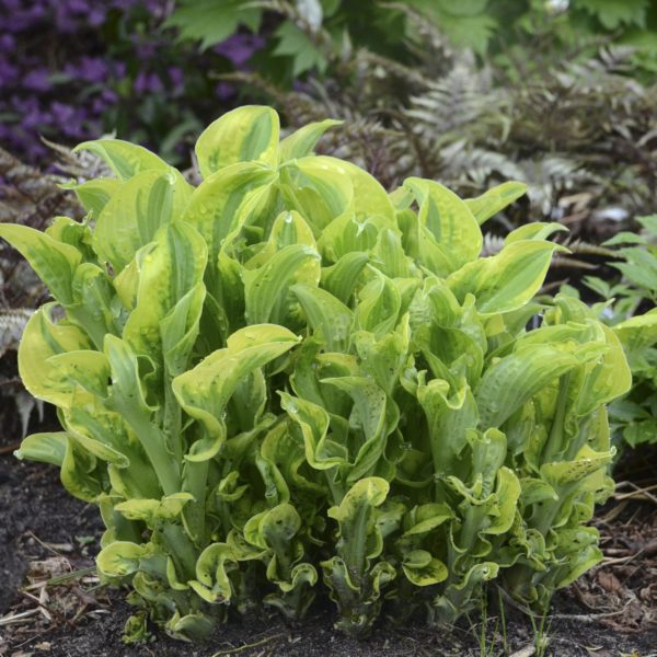 Hosta ‘Wheee!’ plant showing the more upright, highly ruffled habit of the leaves. Photo courtesy of Walters Gardens, Inc.