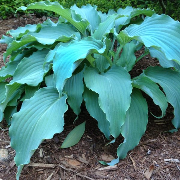 Hosta ‘Neptune’ stunning and bold blue foliage that drapes from the centre. Photo courtesy of Walters Gardens, Inc.