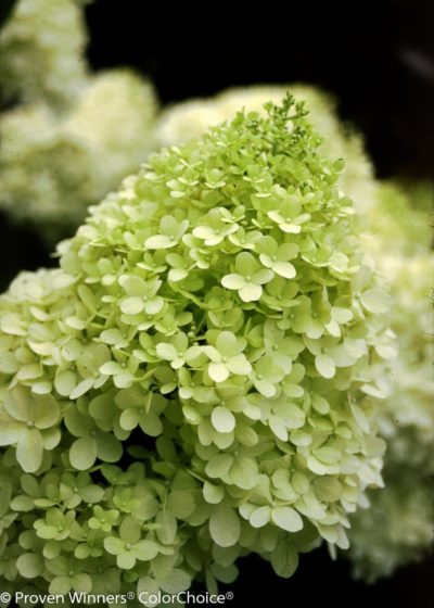 Limelight® panicle hydrangea close-up of cut large lime green flowers