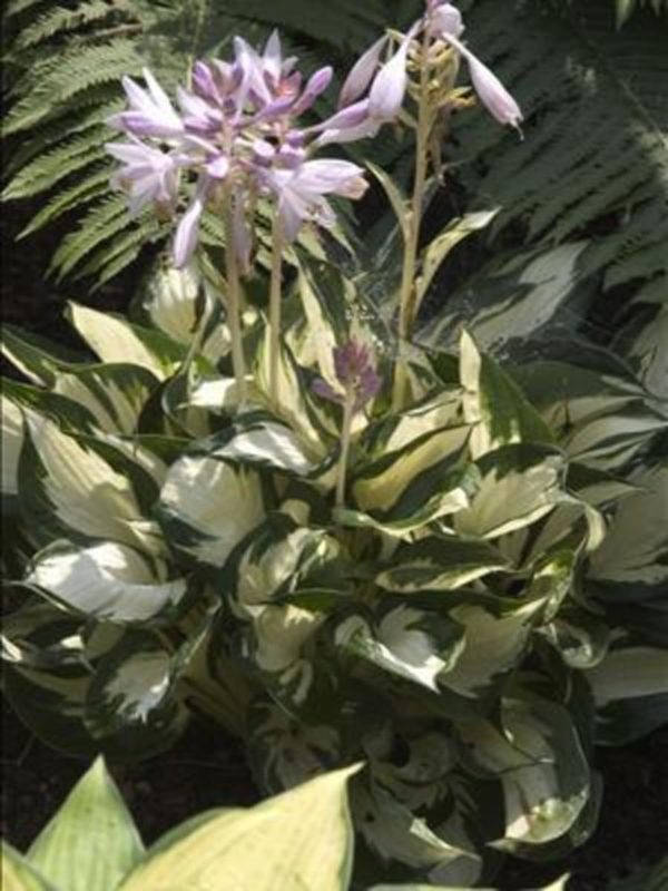 Hosta ‘Loyalist’ showing beautiful variegated foliage with several tall white scapes in bloom with pale lavender flowers.