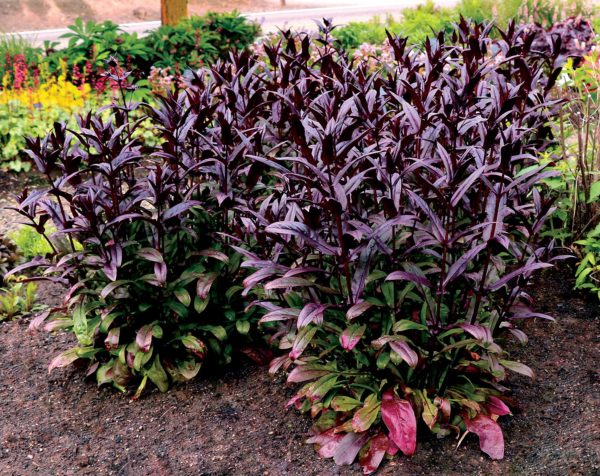 Penstemon ‘DAKOTA(™) Burgundy’ compact habit with deep purple to black foliage with lower leaves green. Photo courtesy of TERRA NOVA® Nurseries, Inc. www.terranovanurseries.com
