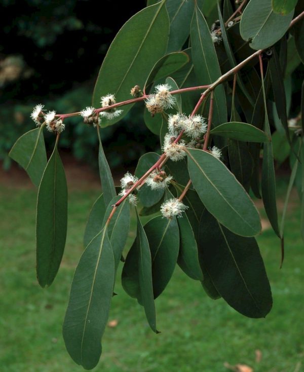 Eucalyptus neglecta showing the darker green, lanceolate adult leaves with clusters of tiny hemispherical fruit.