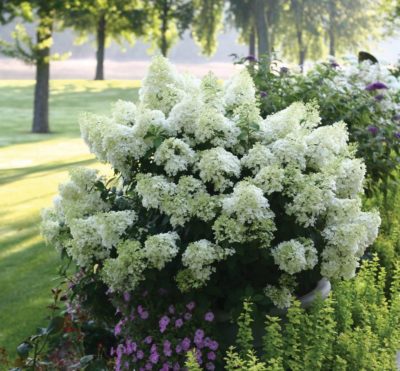 ‘Bobo®’ panicle hydrangea prolific bloom of large white flowers in summer