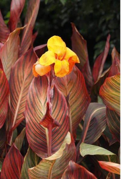 Canna ‘African Sunset’ upright habit with an absolutely stunning burgundy and green striped foliage and spikes of bright orange flowers. Photo courtesy of JC Raulston Arboretum