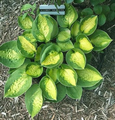 Hosta ‘Sunset Grooves’ mature plant in garden showing variegated foliage with splashes of golden yellow with deep green margins. Photo courtesy of Gail Russo.
