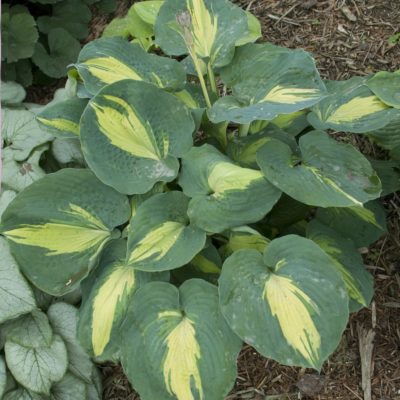 Hosta ‘Dream Weaver mature plant with highly corrugated leaves with wide blue-green margins and creamy white centres. Photo courtesy of Walters Gardens, Inc.