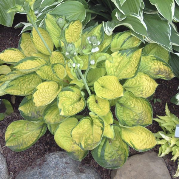 Hosta ‘Rainforest Sunrise’ plant in garden with a foliage rich, golden leaves with margins of deep green. Photo courtesy of Walters Gardens, Inc.