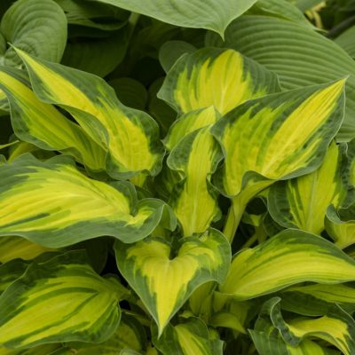 Hosta ‘Happy Dayz’ exemplifying the bright yellow centres and deep blue-green margins of the cupped foliage.  Photo courtesy of Walter’s Gardens, Inc.