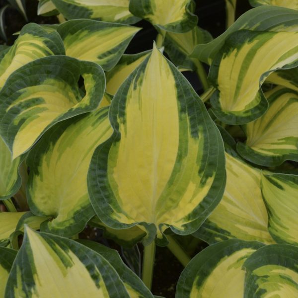 Hosta ‘Happy Dayz’ cupped, variegated foliage with centres changing to a bright parchment and margins setting green. Photo courtesy of Walter’s Gardens, Inc.
