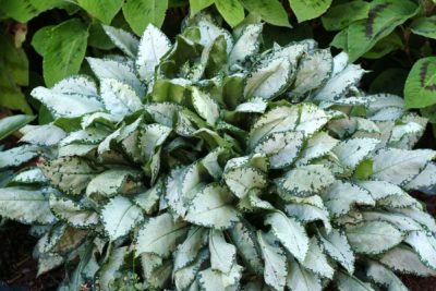 Pulmonaria ‘Moonshine’ shrub at maturity with leaves of mostly silver with swathes of dark green. Photo  courtesy of TERRA NOVA® Nurseries, Inc. www.terranovanurseries.com