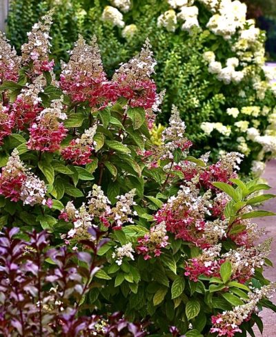 ‘Pinky Winky®’ panicle hydrangea during a summer bloom with many large two-tone (pink and white) flowers
