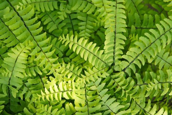 Adiantum pedatum bright green foliage consisting of frilly and highly ornamental fronds. Photo courtesy of Gardenia.net.