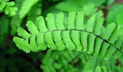 Adiantum pedatum close-up of the frilly, light green fronds. Photo courtesy of Go Botany.
