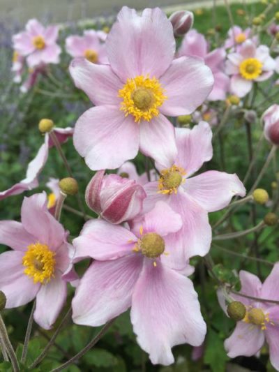 Anemone 'Robustissima' close-up of large pink flowers with hints of silver and fluffy yellow centers. Photo courtesy of Growing Colors(™).