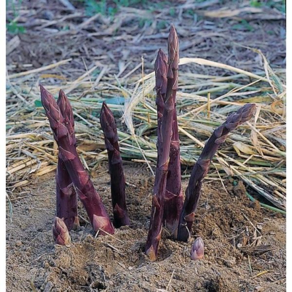 Asparagus 'Sweet Purple' purple shoots growing out of the ground.