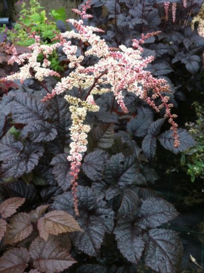 Astilbe arendsii 'Chocolate Shogun' plumes of minute white flowers with pink-ish tips drape over the luxuriously dark brown foliage.
