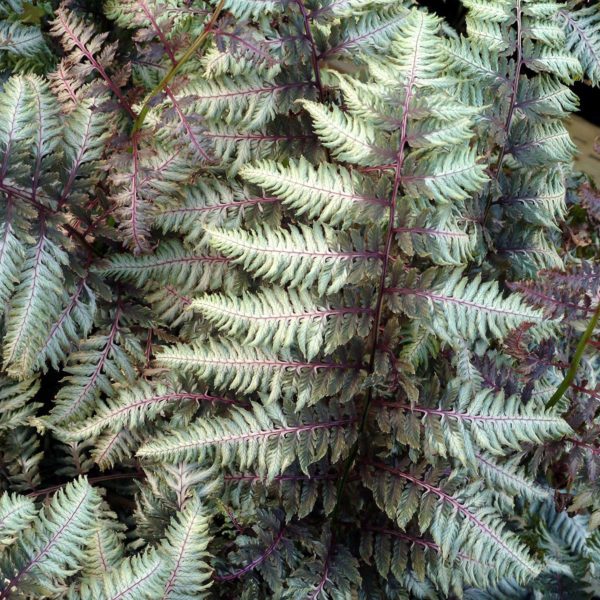Athyrium niponicum 'Pewter Lace' close-up of the two-tone foliage that has a pewter silver colouring on pink rachis. Photo courtesy of TERRA NOVA® Nurseries, Inc.