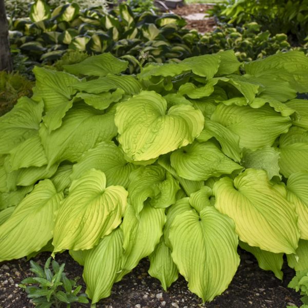 Hosta ‘Dancing Queen’ fading yellow foliage with mesmerizing veins and pie crust-shaped leaf margins. The large foliage drapes the ground around it. Photo Courtesy of Walters Gardens, Inc