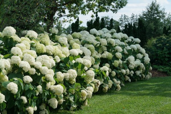 Smooth Incrediball® hydrangea mass planting in full bloom showcasing a beautiful landscape.