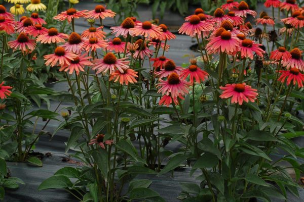 Echinacea ‘Mama Mia’ used in landscaping, compact yet with large multicolour coneflowers that stand tall on sturdy stems. Photo(s) courtesy of TERRA NOVA® Nurseries, Inc., www.terranovanurseries.com