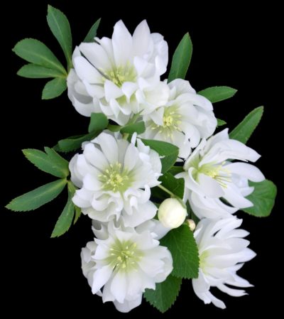 Helleborus NORTH STAR® Crystalline cutting of large, semi-double white flowers. Photo courtesy of TERRA NOVA® Nurseries, Inc. www.terranovanurseries.com