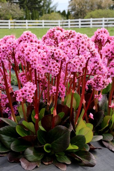 Bergenia ‘Spring Fling’ bloom of tall magenta-pink flowers on thick red stems. Photo Courtesy of Terra Nova Nurseries