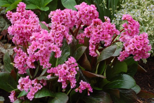 Bergenia ‘Spring Fling’ bloom of bright magenta-pink flowers on thick, branched red stems. Photo Courtesy of Terra Nova Nurseries