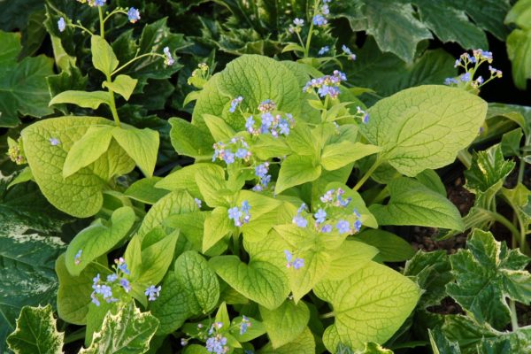 Brunnera ‘Diane’s Gold’ close-up of tiny, sky blue flowers. Photo Courtesy of Terra Nova® Nurseries, Inc.