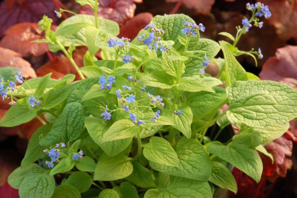 Brunnera ‘Diane’s Gold’ bloom of tiny sky-blue flowers and chartreuse foliage. Photo Courtesy of Terra Nova® Nurseries, Inc.