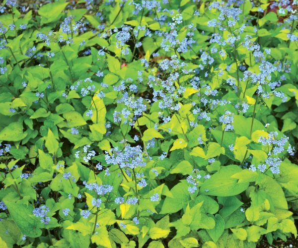 Brunnera ‘Diane’s Gold’ massive bloom of tiny sky-blue flowers that splash against a vividly chartreuse foliage. Photo Courtesy of Terra Nova® Nurseries, Inc.