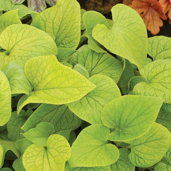 Brunnera ‘Diane’s Gold’ close-up of the vivid and unchanging chartreuse foliage. Photo Courtesy of Terra Nova® Nurseries, Inc.