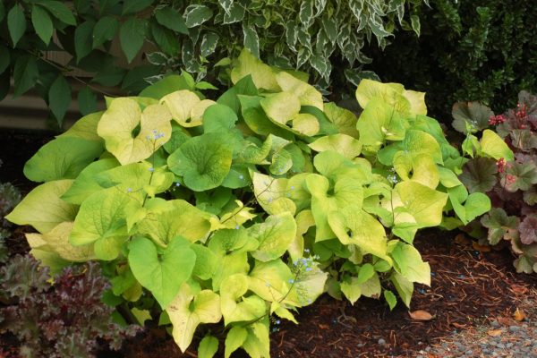 Brunnera ‘Diane’s Gold’ shrub with chartreuse foliage used in landscape. Photo Courtesy of Terra Nova® Nurseries, Inc.