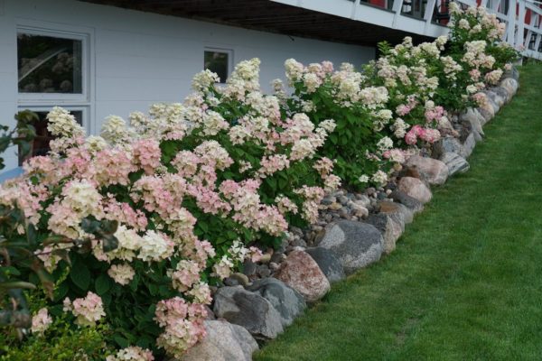 ‘Fire Light®’ panicle hydrangea hedge during an early summer bloom of creamy white flowers beginning to transition to pink