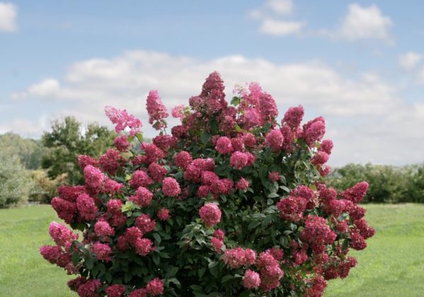 ‘Fire Light®’ panicle hydrangea large bush in landscape with a late summer/autumn bloom of many large, dark pink flowers