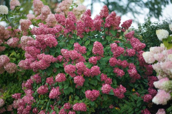 ‘Fire Light®’ panicle hydrangea bush during autumn bloom with many large, vivid red flowers