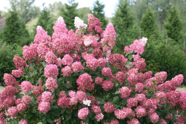 ‘Fire Light®’ panicle hydrangea large bush with a summer bloom of many large pink flowers
