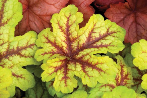 Heucherella ‘Alabama Sunrise’ close-up of a large leaf showing variegation with bright red veins popping through lime green. Photo courtesy of TERRA NOVA® Nurseries, Inc. www.terranovanurseries.com