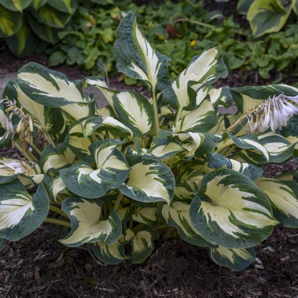 Hosta ‘Hans’ habit of highly ruffled, corrugated leaves showing beautiful variegation of cream white centres with darker green margins. Photo courtesy of Walters Gardens, Inc.