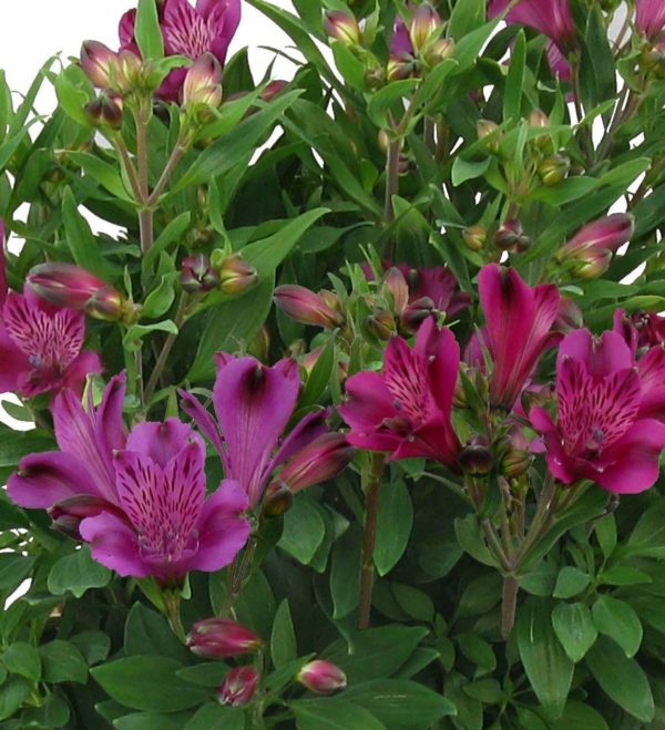 Alstroemeria micro Inca ‘Replay’ bloom of large, pink flowers with speckled yellow centres. Photo courtesy of Branford Webb Plant Company.