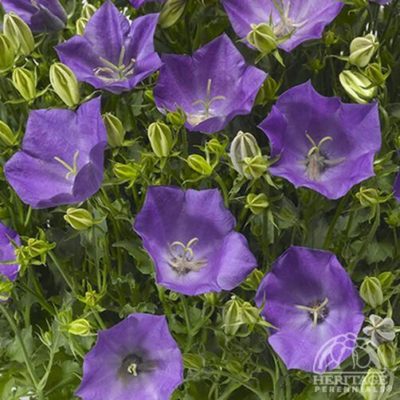 Campanula ‘Pristar(™) Deep Blue’ bloom of large, cup-shaped blue flowers. Photo courtesy of Syngenta.