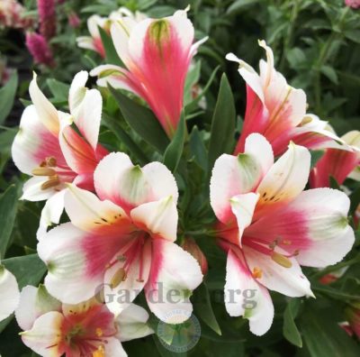 Alstroemeria micro Inca ‘Lucky’ large white blooms featuring salmon pink throats and brushed green petals with dark speckles. Photo courtesy of Garden.org.
