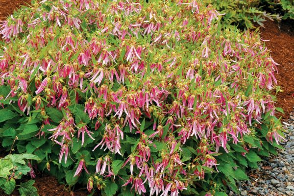 Campanula ‘Pink Octopus’ shrub in bloom of numerous pink bellflowers with long petals that cover the foliage. Photo Courtesy of Terra Nova® Nurseries, Inc.