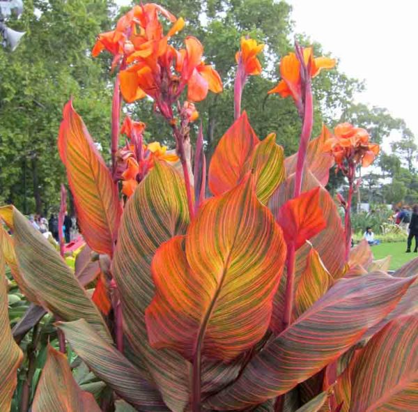 Canna 'Phasion' bloom and large foliage of a mature plant. Photo courtesy of Gardenia.net