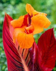 Canna 'Phasion' has a large, beautifully vibrant, orange flower that is dazzled by the multicolour foliage consisting of purple, red, and yellow stripes. A very tropical look. Photo courtesy of Growing Colors(™).
