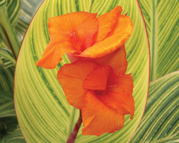 Canna 'Pretoria' close-up of large, vivid orange flowers overlaying the variegated foliage.