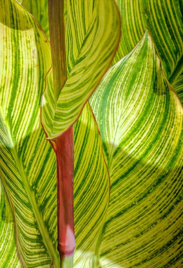 Canna 'Pretoria' close-up of a stem that has produced massive leaves with strikes of dark green and cream. The leaves form a spiral pattern as they unfurl from the stem.
