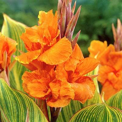 Canna 'Pretoria' spike of large, vivid orange flowers that stand above the striking foliage with strong veining of the leaves.