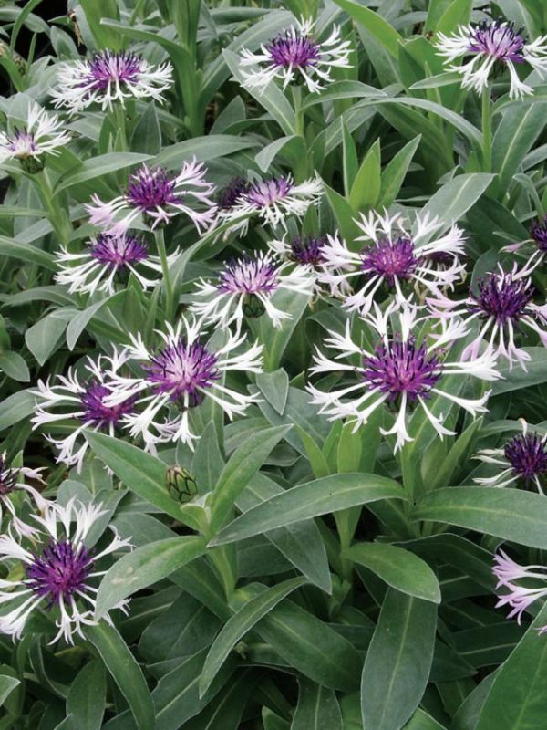 Centaurea montana 'Amethyst in Snow' bloom of large bicolour flowers that sit atop the the long and narrow silvery foliage.