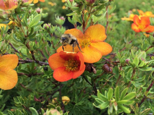 Potentilla Bella Sol® Close-up of Flower with Bee Pollinator