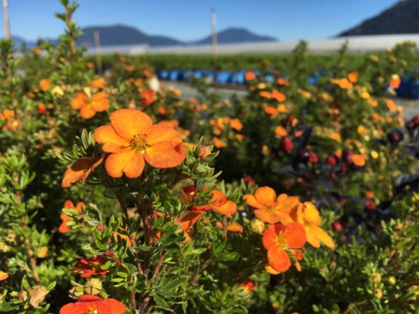 Potentilla Bella Sol® Close-up of Bloom against Landscape